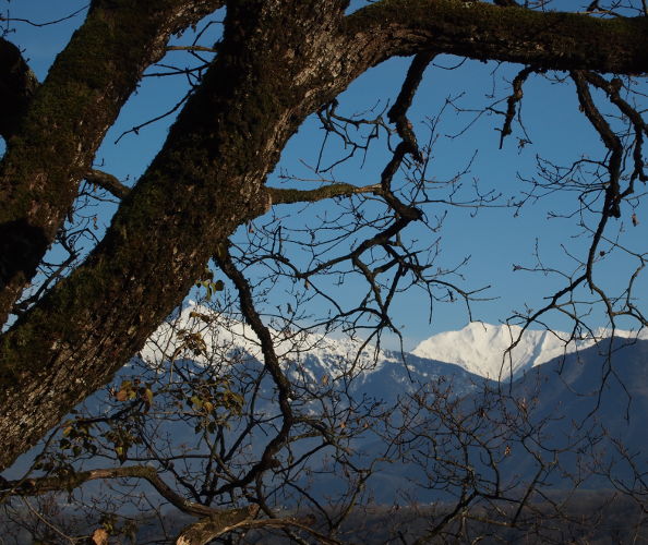 Ce beau chêne de Savoie n'est pas idéal pour la création de bols en bois!