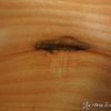 Bol en frêne - Taille bébé – Image 6