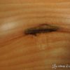 Bol en frêne - Taille bébé – Image 3